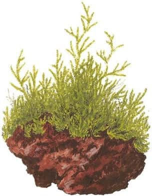 Tropica Barbieri Ζωντανό Φυτό Ενυδρείου Taxiphyllum