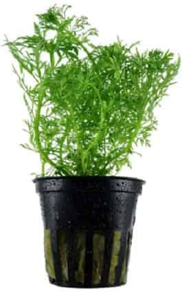 Tropica Limnophila Aquatica