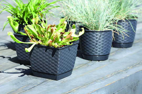 Prosperplast DRLK220 Übertopf Rattan Weiß mit Gestell 21x21x19εκ.