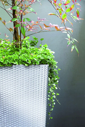 Prosperplast DRTS300 Ghiveci Rattan Gri cu suport 29x29x55εκ.