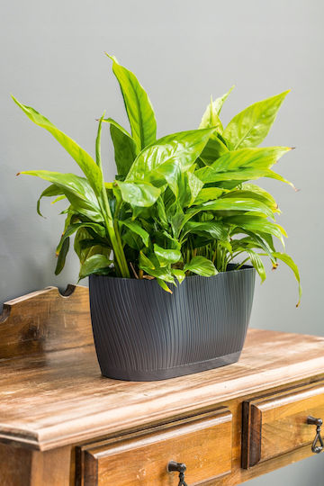 Form Plastic Mika Planter Box Plastic Forest moss
