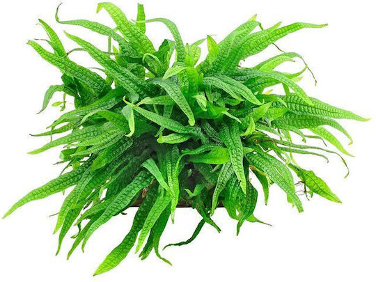Tropica Pteropus Potted Plantă acvatică vie Microsorum