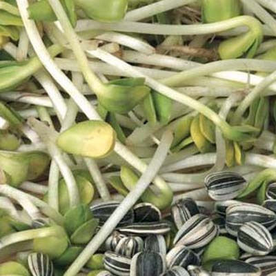 Geo Bavicchi Σπόροι Βιολογικής Καλλιέργειας 500gr