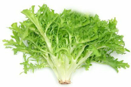 Gemma Seeds Endive (Cichorium) Broadleaf
