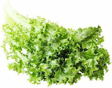 Gemma Samen Endivie (Cichorium) Breitblättrig 10gr