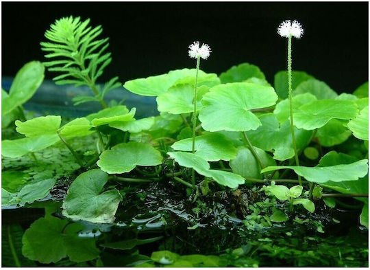 Hydrocotyle Live Aquarium Plant