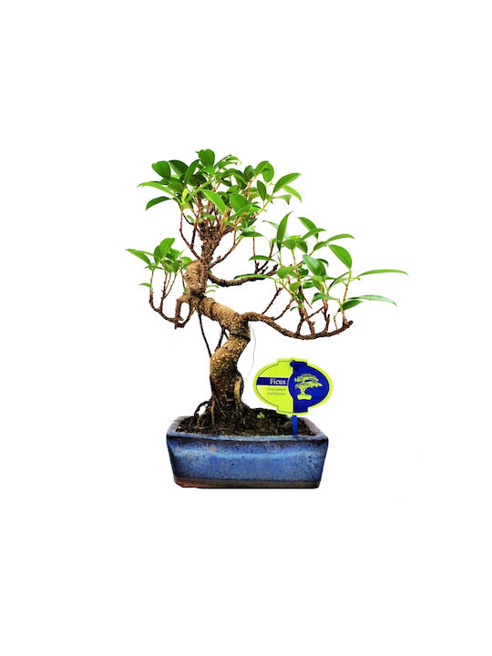 Bonsai