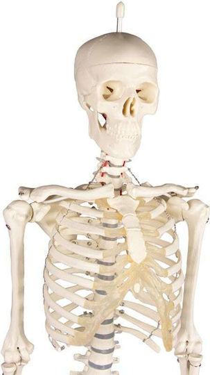 Erler Zimmer Modell des menschlichen Skeletts