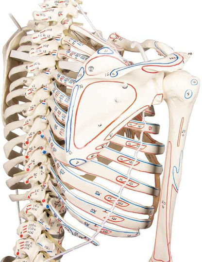 Erler Zimmer Human Skeleton Model