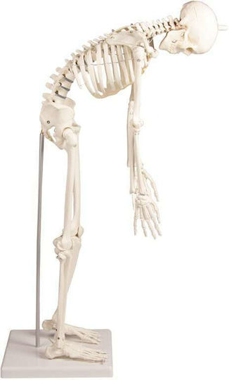 Erler Zimmer Modell des menschlichen Skeletts