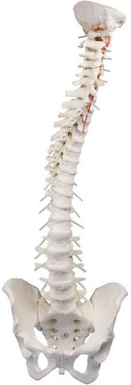 Erler Zimmer Human Skeleton Model