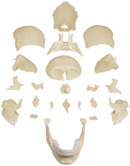 Erler Zimmer Modell Schädel/Kopf
