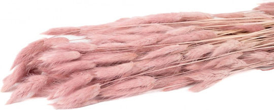Dried Bunny Tails Plant Pink with Led Selected by Pragmatic