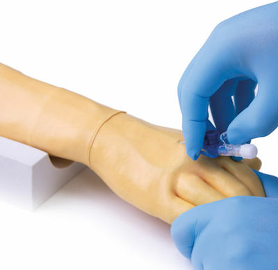 Erler Zimmer Medical Training Appendages & Joints Manikin