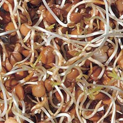 Geo Bavicchi Seeds Brown Organic Farming 250gr