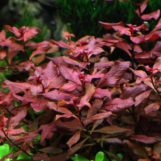 SonGrow Lebende Aquariumspflanze Ludwigia Palustris