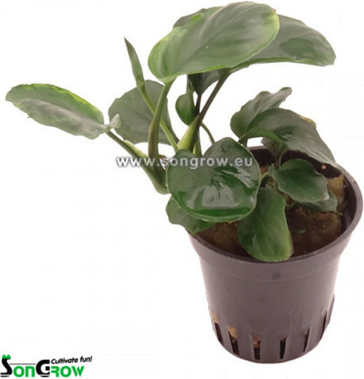 SonGrow Barteri Plantă acvatică vie Anubias Βarteri