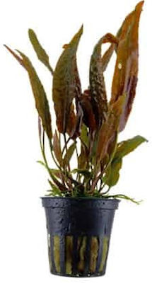 Tropica Lebende Aquariumspflanze Cryptocoryne Nevilli