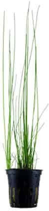 Tropica Lebende Aquariumspflanze Eleocharis