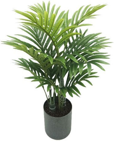 Kentia in a Pot Lianos