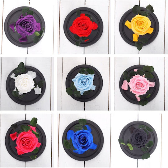 Ewige Rose Weiß 22cm in Yala mit LED