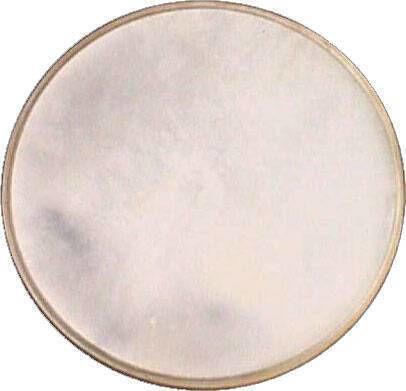 Stollas Drumhead for Percussion 7.4"