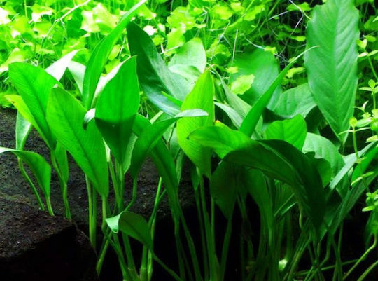 Stoffels S.i Nymphaea Lotus Live Aquarium Plant