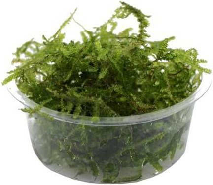 Ruinemans Aquarium Java Live Aquarium Plant