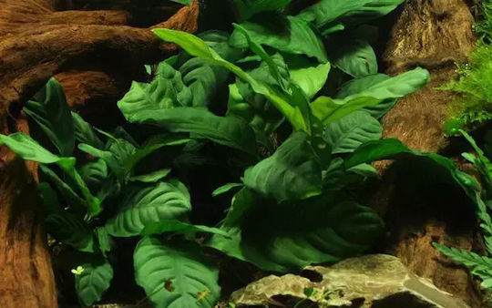 Anubias Barteri Var Lebende Aquariumspflanze Anubias Βarteri