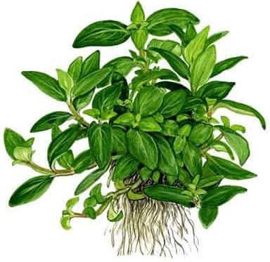 Tropica Plantă acvatică vie Staurogyne