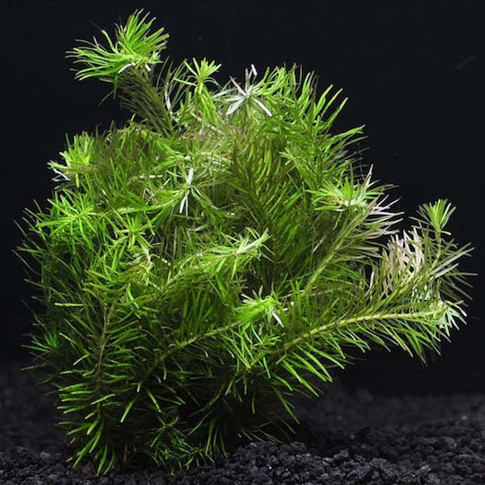 Stoffels Живо Аквариумно Растение Rotala
