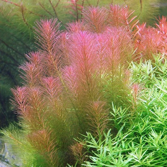 Stoffels Ζωντανό Φυτό Ενυδρείου Rotala