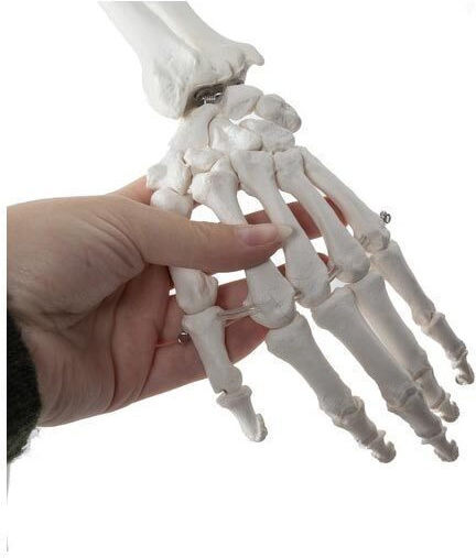 Human Skeleton Anatomy Medical Training Manikin Support Base 165x33cm