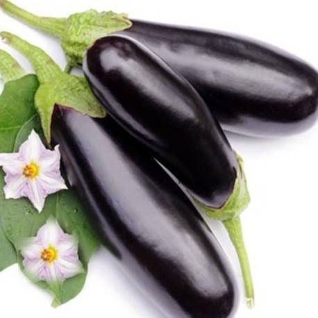 Rigakis Seeds Seeds Aubergine 1gr/500pcs