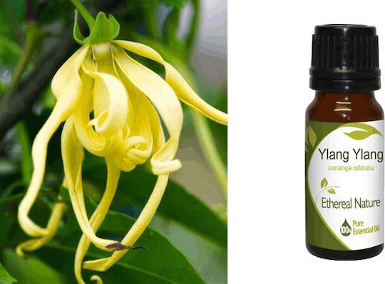 Nature & Body Αιθέριο Έλαιο Ylang-ylang 10ml