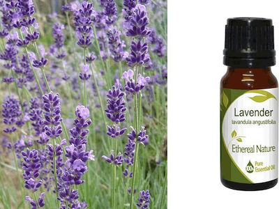 Nature & Body Essential Oil Lavender 10ml