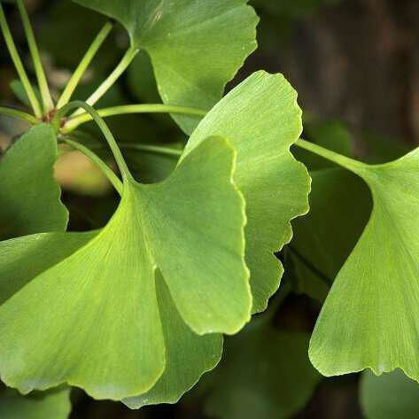 Τζινγκο Μπιλομπα Ginkgo Biloba Φυλλο Κομμενο Κινας 50 Gr