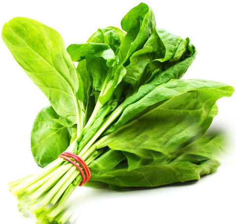 Gemma Σπόροι Σπανακιού Γίγας Πλατύφυλλο 15gr