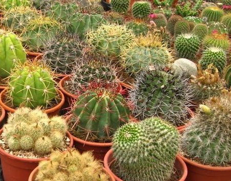 Gemma Semințe Cactus 0.2gr