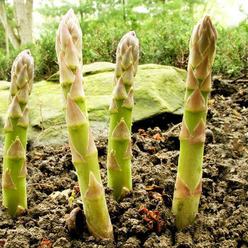 Gemma Seeds Asparagus Argenteuil 0.6gr