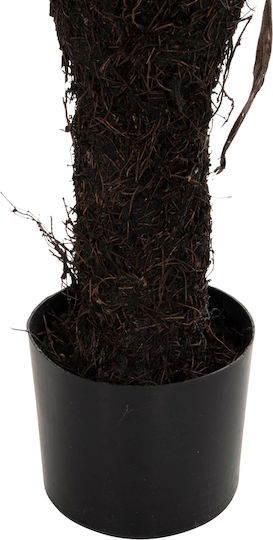 Φτέρη σε Γλαστράκι 14.5cm HomeMarkt