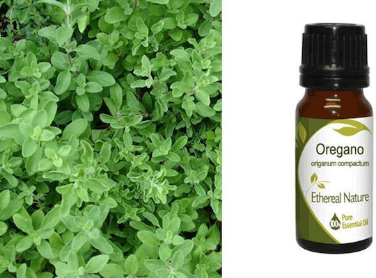 Nature & Body Органично Етерично Масло Риган Ядливо 10ml