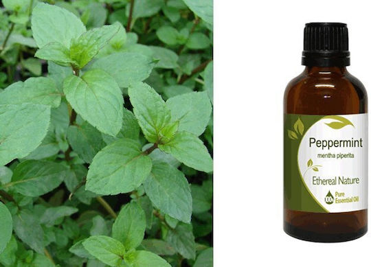 Nature & Body Essential Oil Mint 50ml