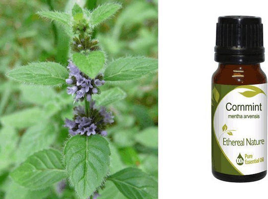Nature & Body Essential Oil Mint 10ml