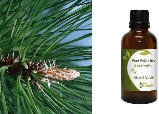 Nature & Body Ätherisches Öl Kiefer 50ml
