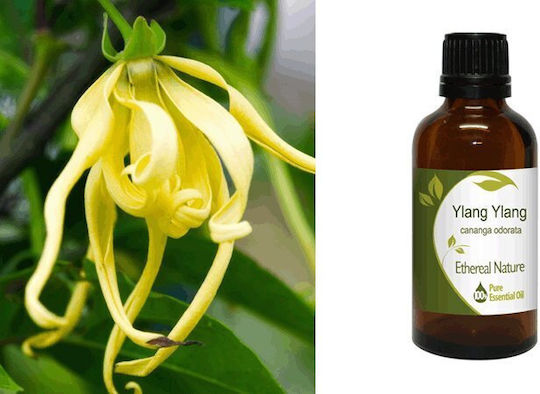 Nature & Body Essential Oil Ylang-ylang 50ml