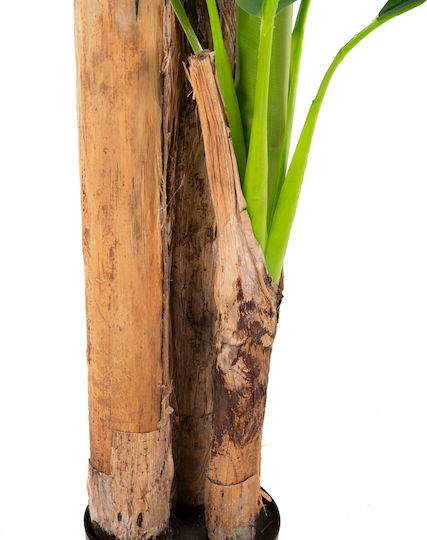 Μπανανιά σε Γλαστράκι 17cm HomeMarkt