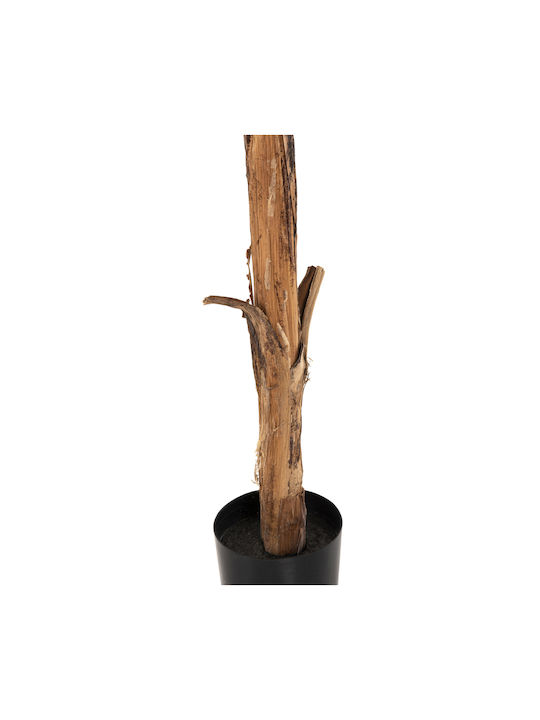 Μπανανιά σε Γλάστρα 180cm HomeMarkt