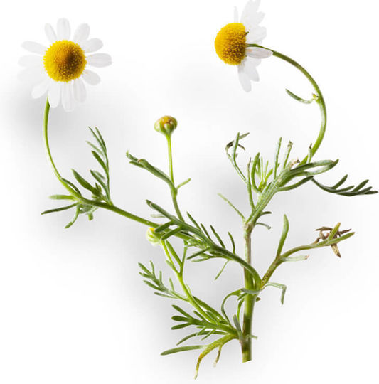 Apivita Frequent Use Chamomile & Honey Σαμπουάν Αναδόμησης/Θρέψης & Ενυδάτωσης για Όλους τους Τύπους Μαλλιών 500ml