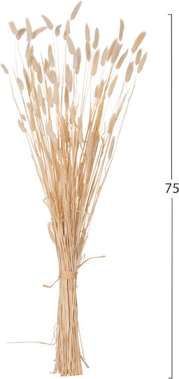 Dried Ecru Plant HomeMarkt Dried Ecru Plant HomeMarkt